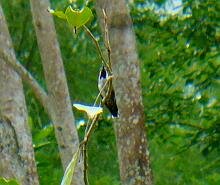 Long-billed  Starthroat